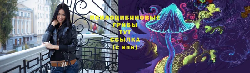 Псилоцибиновые грибы Cubensis  Новокузнецк 